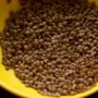 Akkha Masoor / Akkha Masur - 250gm